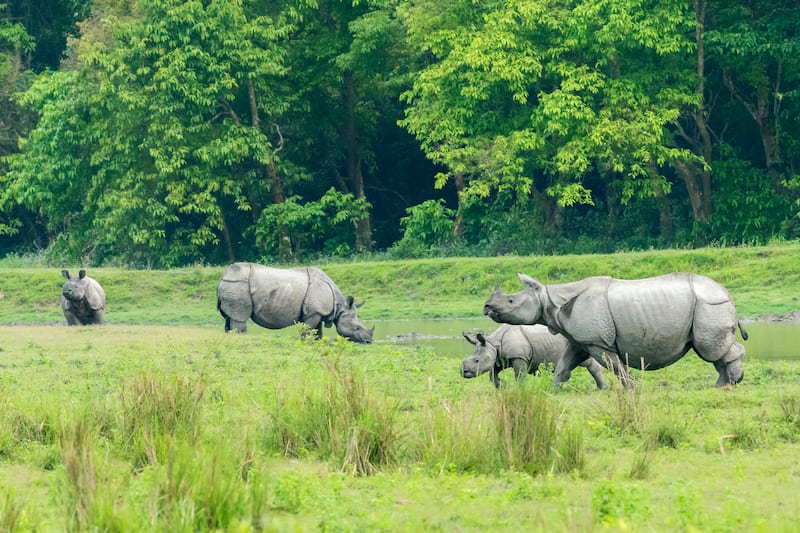 kaziranga